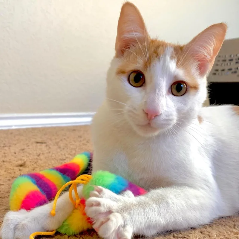 Goldfish thumbnail 6