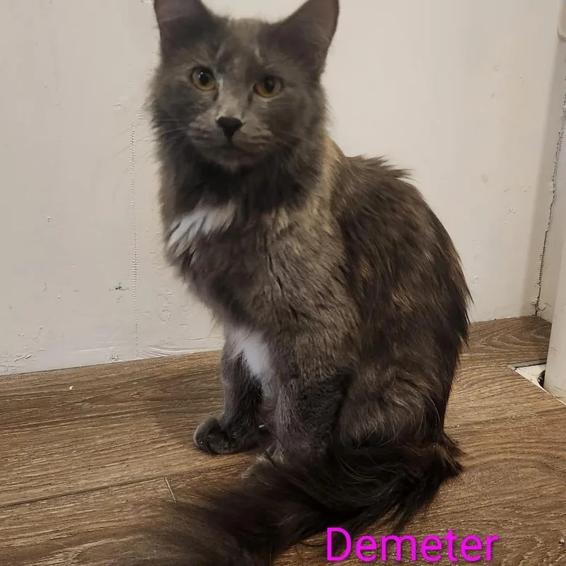 Demeter thumbnail 2