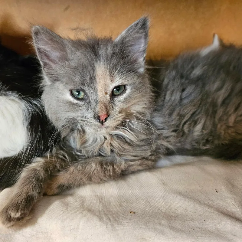 A baby small-sized female Tortoiseshell Domestic Medium Hair cat named Ghost for adoption in Charlottesville, VA
