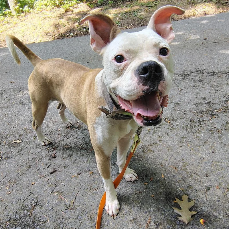 An adult medium-sized male White / Cream Mixed Breed dog named Washington for adoption in Evensville, TN