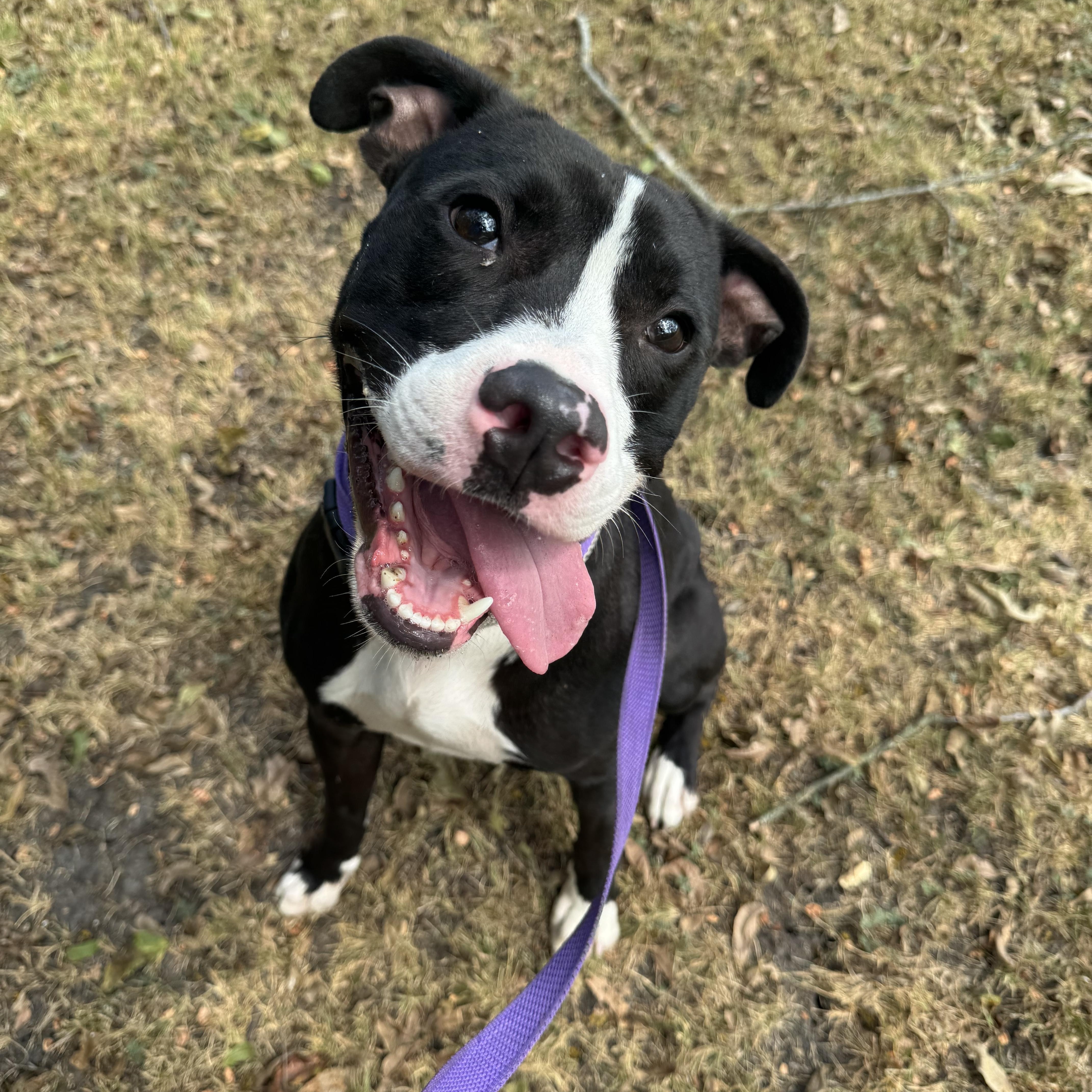 A baby medium-sized male American Staffordshire Terrier dog named Outfitter for adoption in Sherman, TX