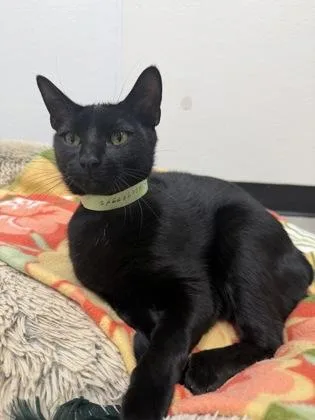 A baby medium-sized male Domestic Short Hair cat named Victor for adoption in West Chester, PA