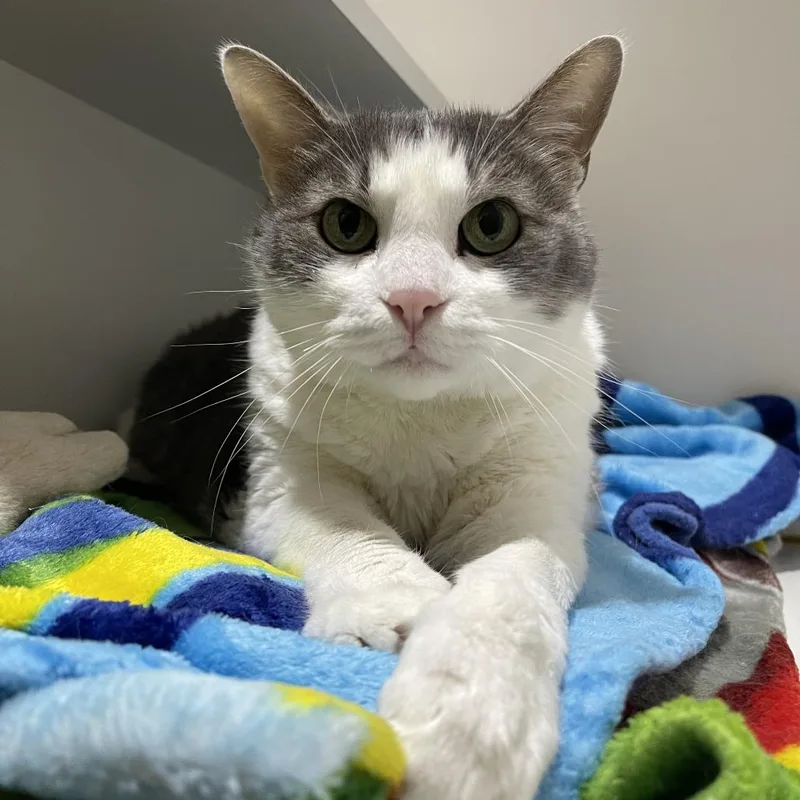 A senior large-sized male Gray / Blue / Silver Domestic Short Hair cat named Jack for adoption in Walden, NY
