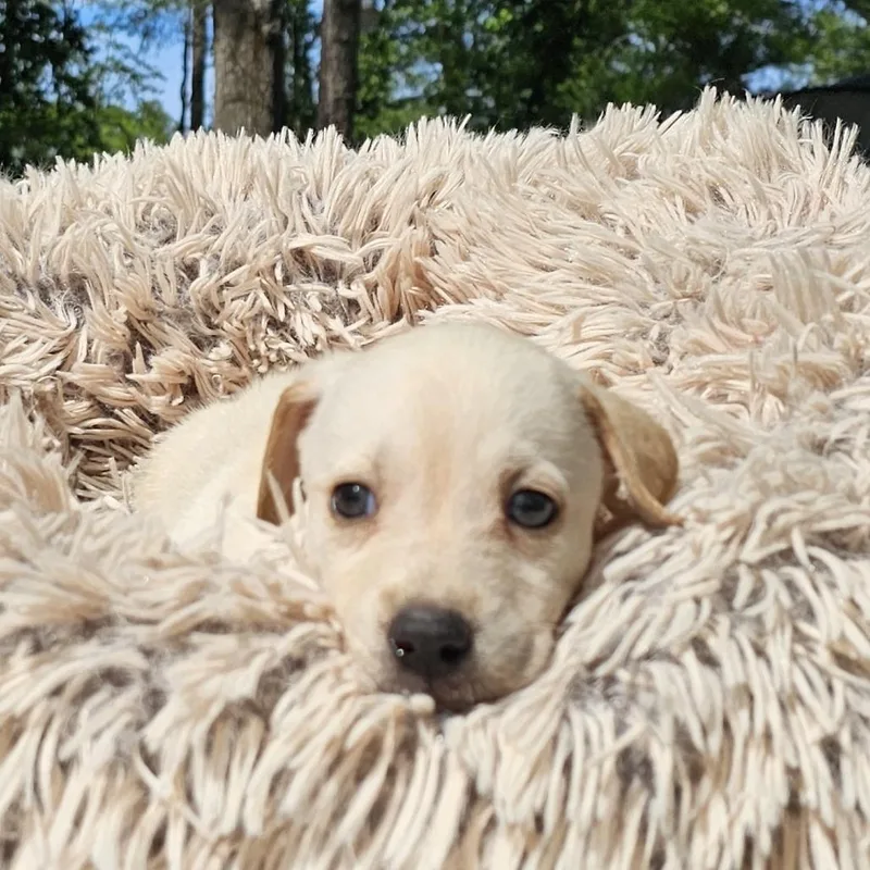 A baby medium-sized female White / Cream Labrador Retriever dog named Coop for adoption in Cleveland, TX