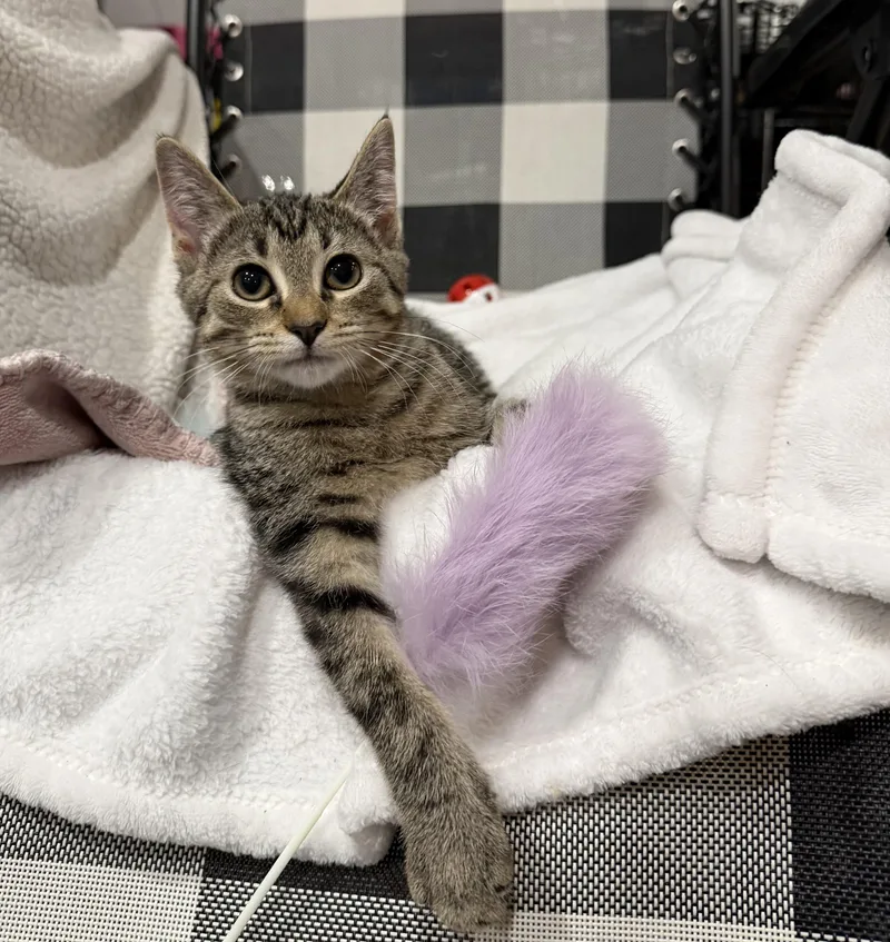 A baby small-sized female Tabby (Buff / Tan / Fawn) Domestic Short Hair cat named Josephina for adoption in Avon Lake, OH