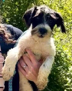 A baby medium-sized male Terrier dog named Bruzer for adoption in Madison, NJ