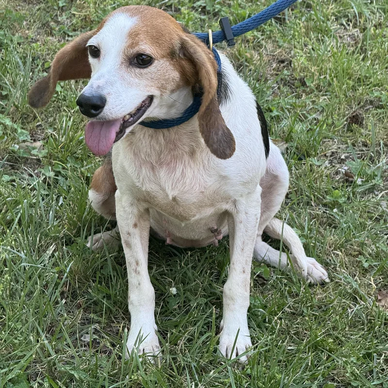 An adult small-sized female Tricolor (Brown, Black, & White) Beagle dog named Ada for adoption in Meherrin, VA