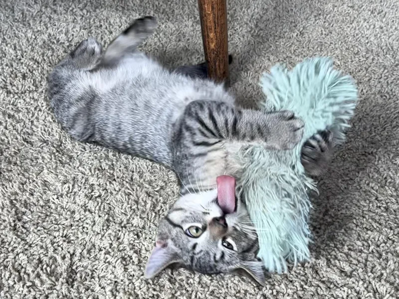 A baby medium-sized male Domestic Short Hair cat named San Juan Road for adoption in Portland, OR