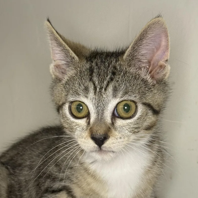 A baby medium-sized male Tabby (Buff / Tan / Fawn) Domestic Short Hair cat named Shasta for adoption in Mount Rainier, MD