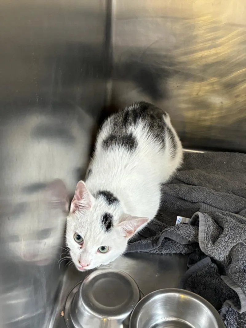 A baby small-sized male Domestic Short Hair cat named Pulisik for adoption in Hagerstown, MD