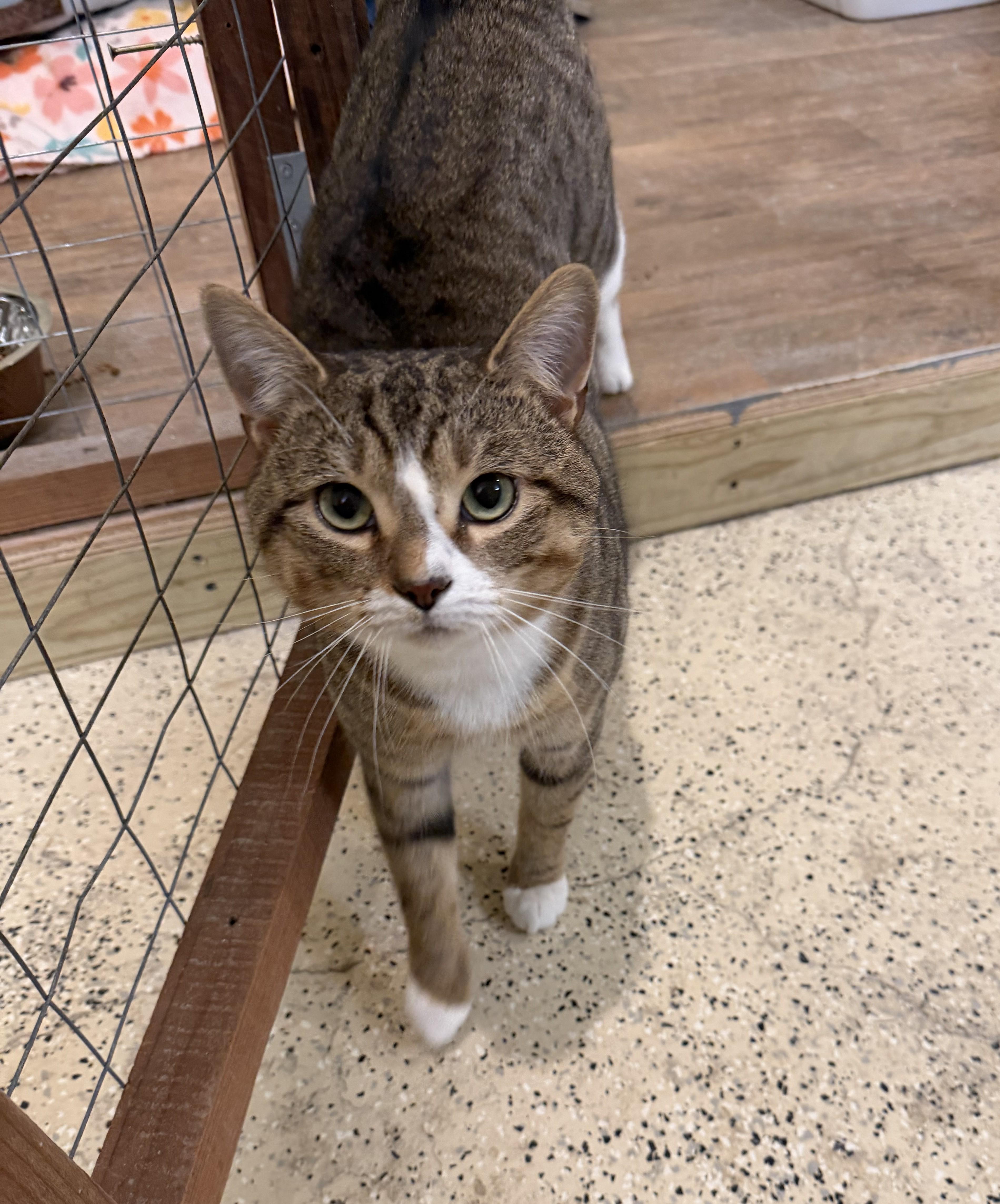 An adult medium-sized male Domestic Short Hair cat named Oliver for adoption in Franklinville, NJ