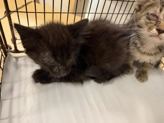 A baby small-sized female Domestic Short Hair cat named Minie for adoption in Miami, FL