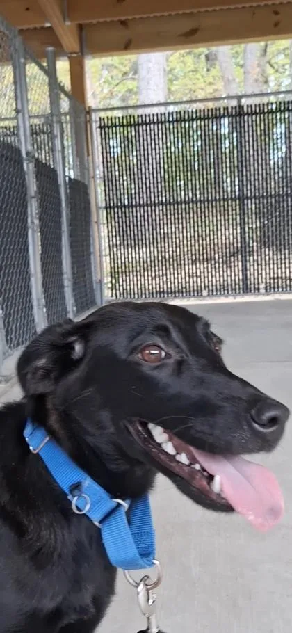 An adult medium-sized female Retriever dog named Lyric for adoption in Voorhees, NJ