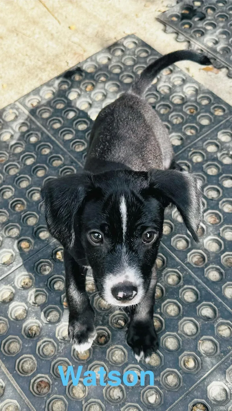 A baby small-sized male Bicolor Rat Terrier dog named Watson for adoption in Scottsburg, IN
