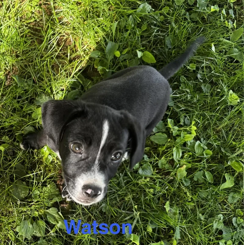 Watson thumbnail 5