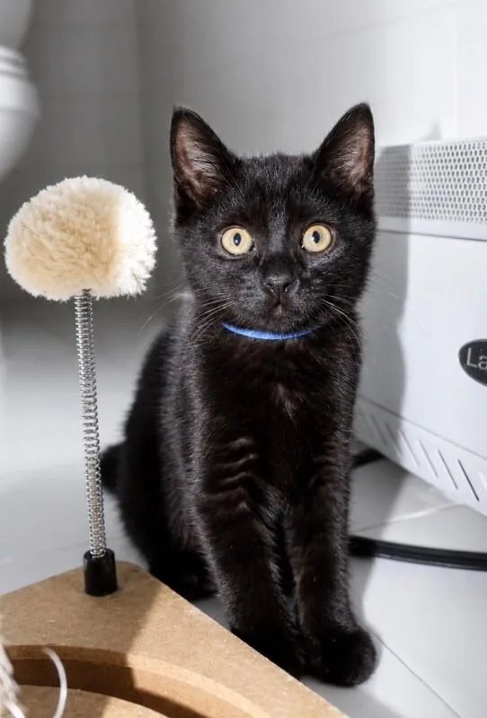 A young medium-sized male Black Domestic Short Hair cat named Sora for adoption in North Babylon, NY