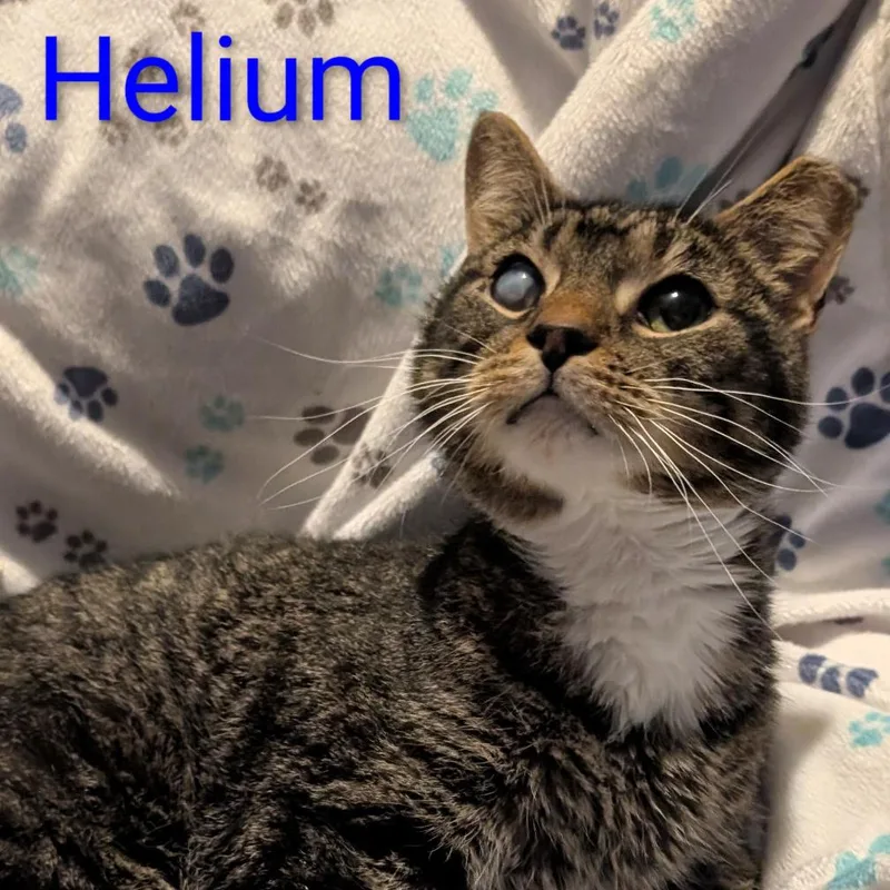 An adult small-sized male Brown / Chocolate Domestic Short Hair cat named Helium for adoption in Carmel, IN
