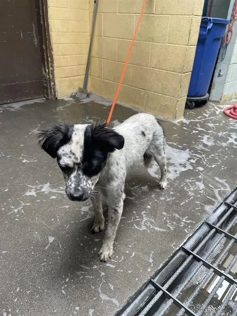 A young medium-sized female Australian Cattle Dog / Blue Heeler dog named Ducky for adoption in Stockton, CA