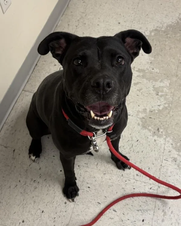An adult large-sized female Pit Bull Terrier dog named Bella for adoption in Salt Lake City, UT