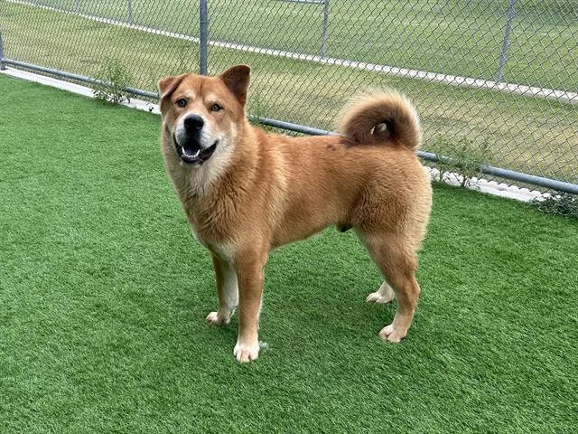 A young large-sized male Chow Chow dog named Balto for adoption in Grand Prairie, TX