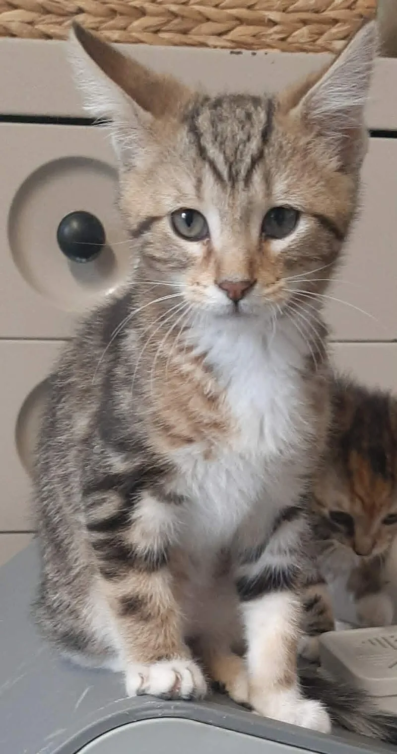 A baby medium-sized male Tabby (Brown / Chocolate) Domestic Short Hair cat named Gantu for adoption in Georgetown, OH