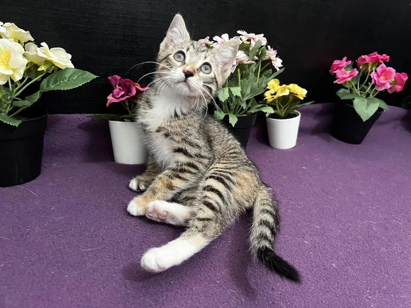 Jasmine