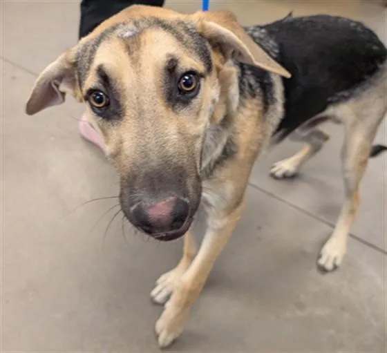 A young large-sized male German Shepherd Dog dog named A for adoption in Phoenix, AZ
