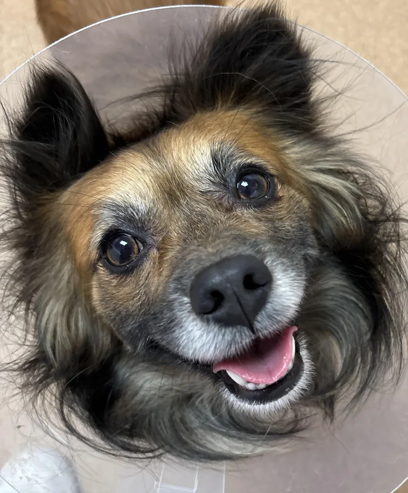 A young small-sized male Red / Chestnut / Orange Papillon dog named Rowdy for adoption in Norwalk, CT