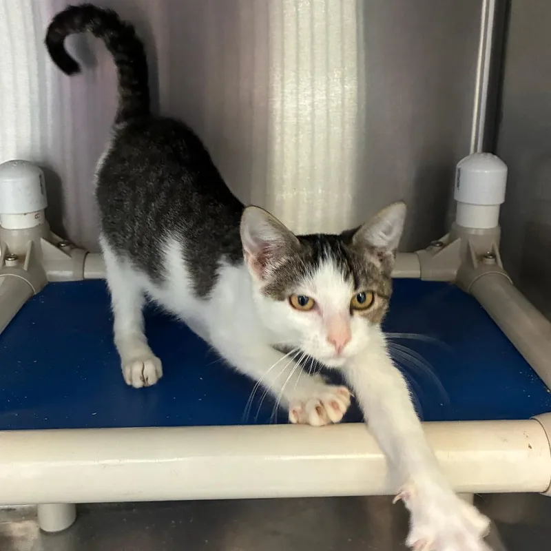 A baby small-sized male Black Domestic Short Hair cat named G.I. Joe for adoption in Carencro, LA