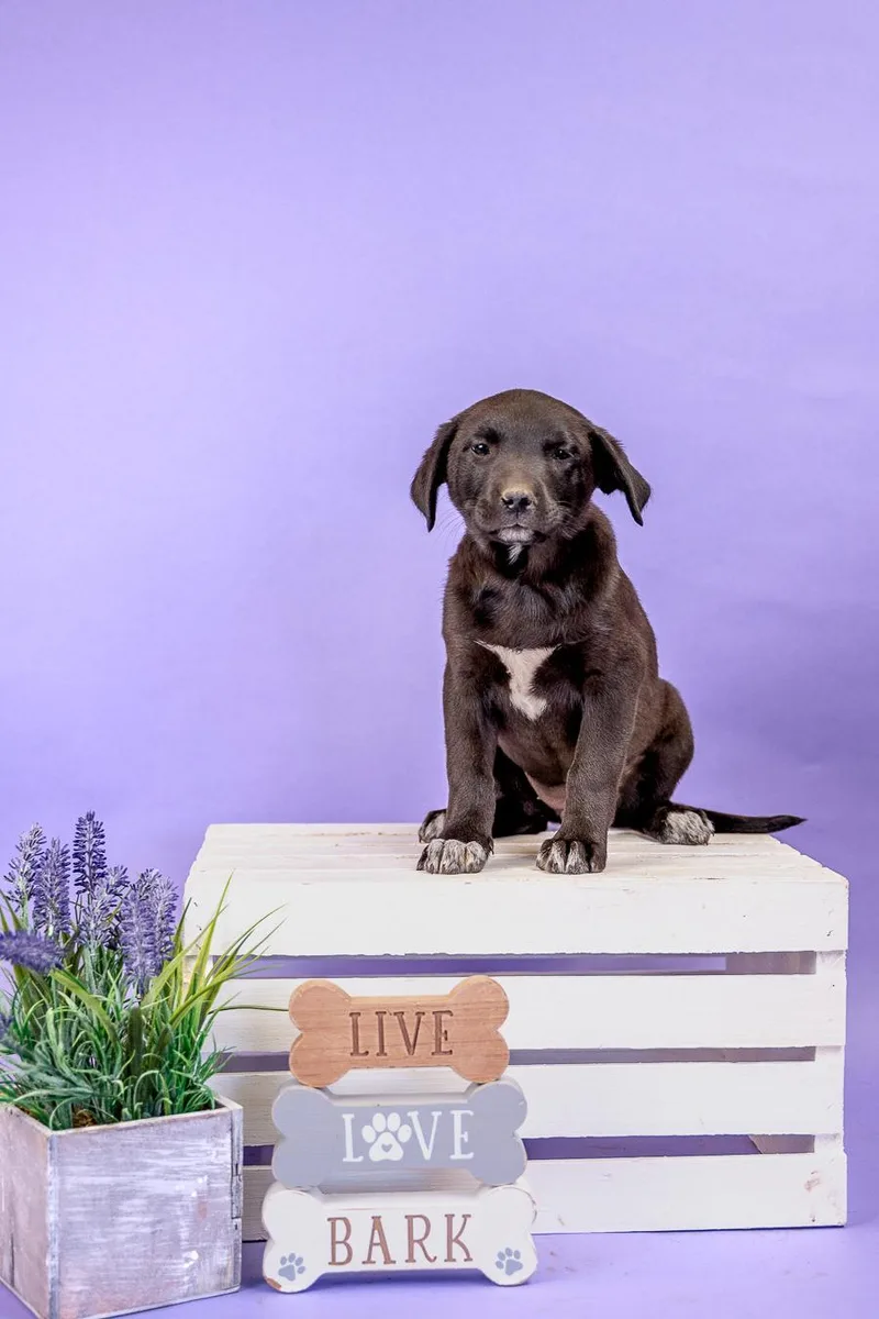 A baby medium-sized female Labrador Retriever dog named 405-26 for adoption in Brighton, CO