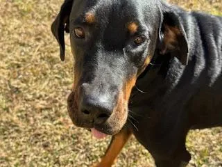 Jasper thumbnail 5