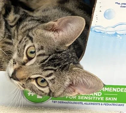 A baby small-sized female Domestic Short Hair cat named Fanta for adoption in West Chester, PA