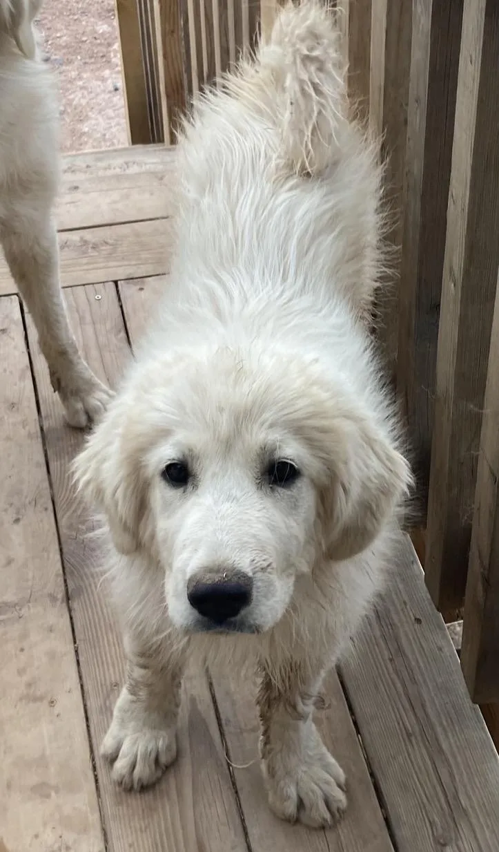 A young large-sized female Great Pyrenees dog named Meadow for adoption in Mesa, AZ
