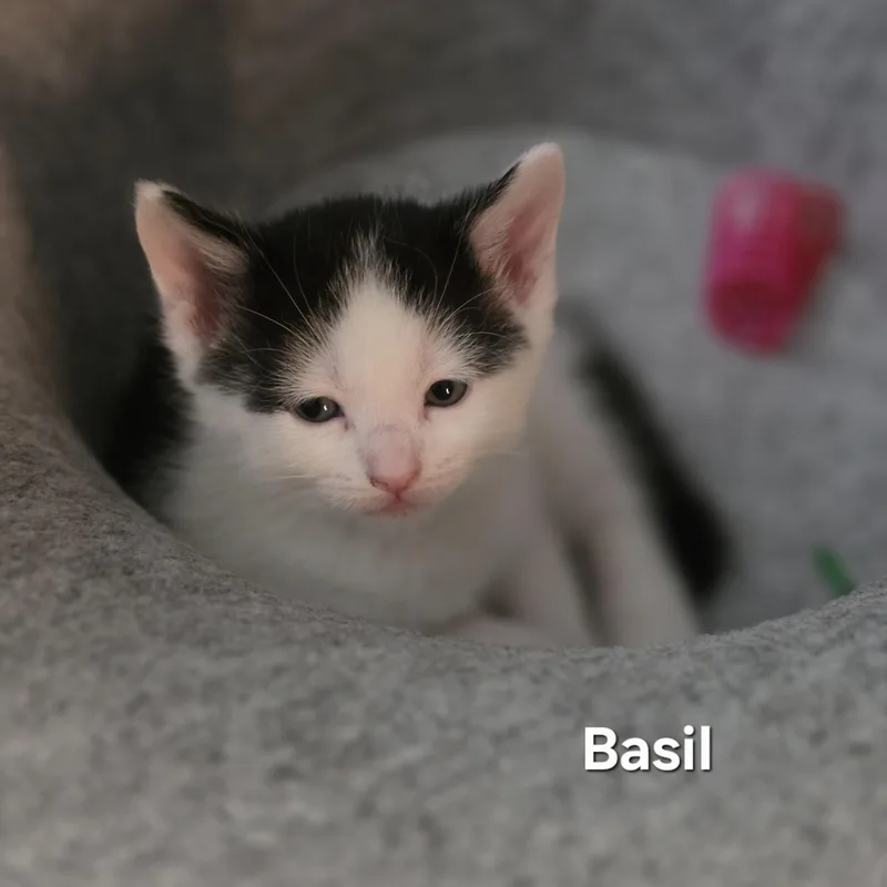 A baby medium-sized male Black & White / Tuxedo Tuxedo cat named Basil for adoption in Woodbridge, VA