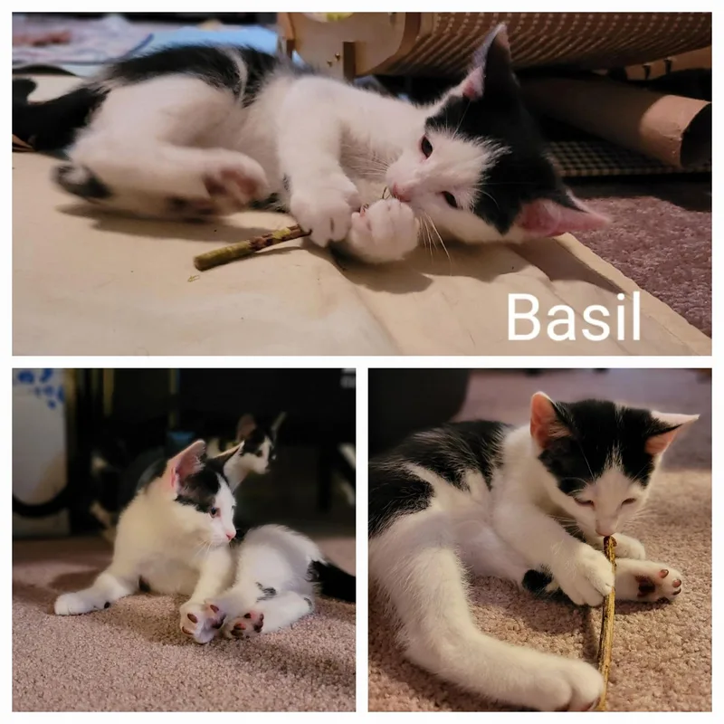 Basil thumbnail 2