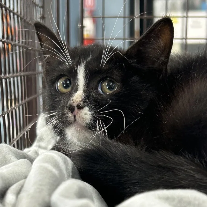 A baby small-sized male Domestic Short Hair cat named Maple for adoption in Newark, NJ
