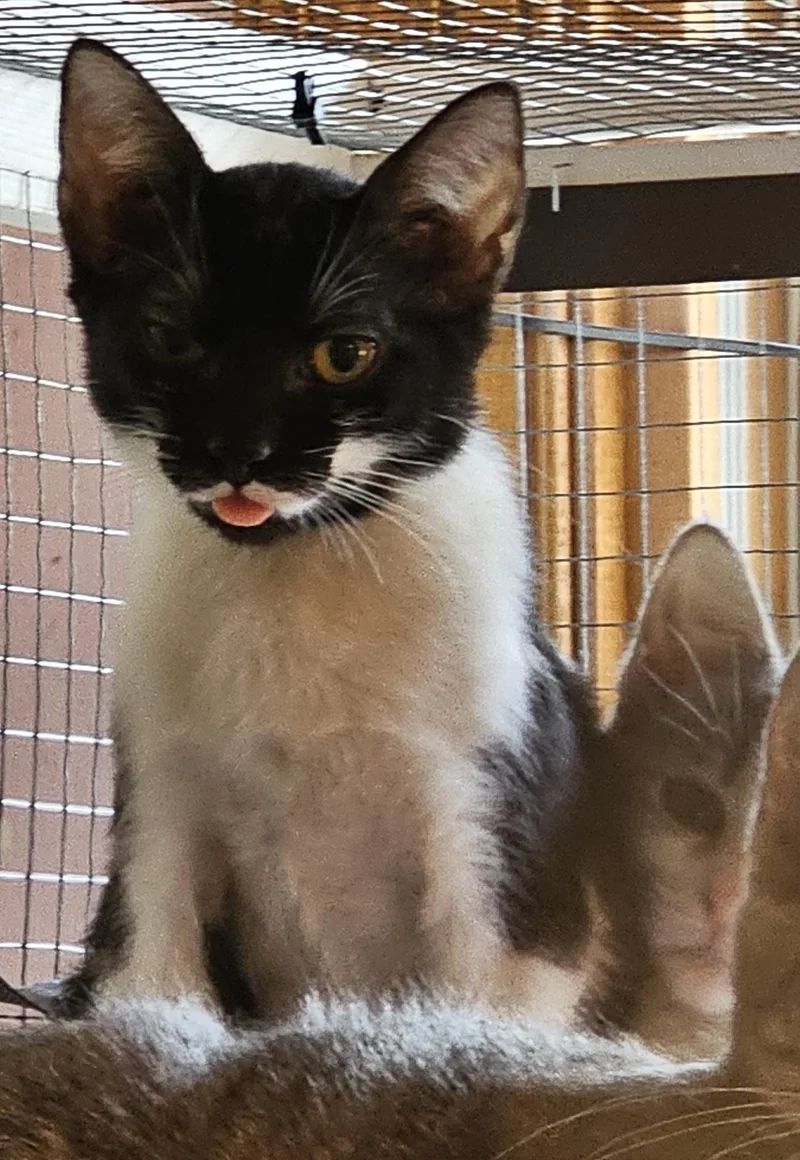 A baby medium-sized male Black & White / Tuxedo Domestic Short Hair cat named Benny for adoption in Milwaukee, WI