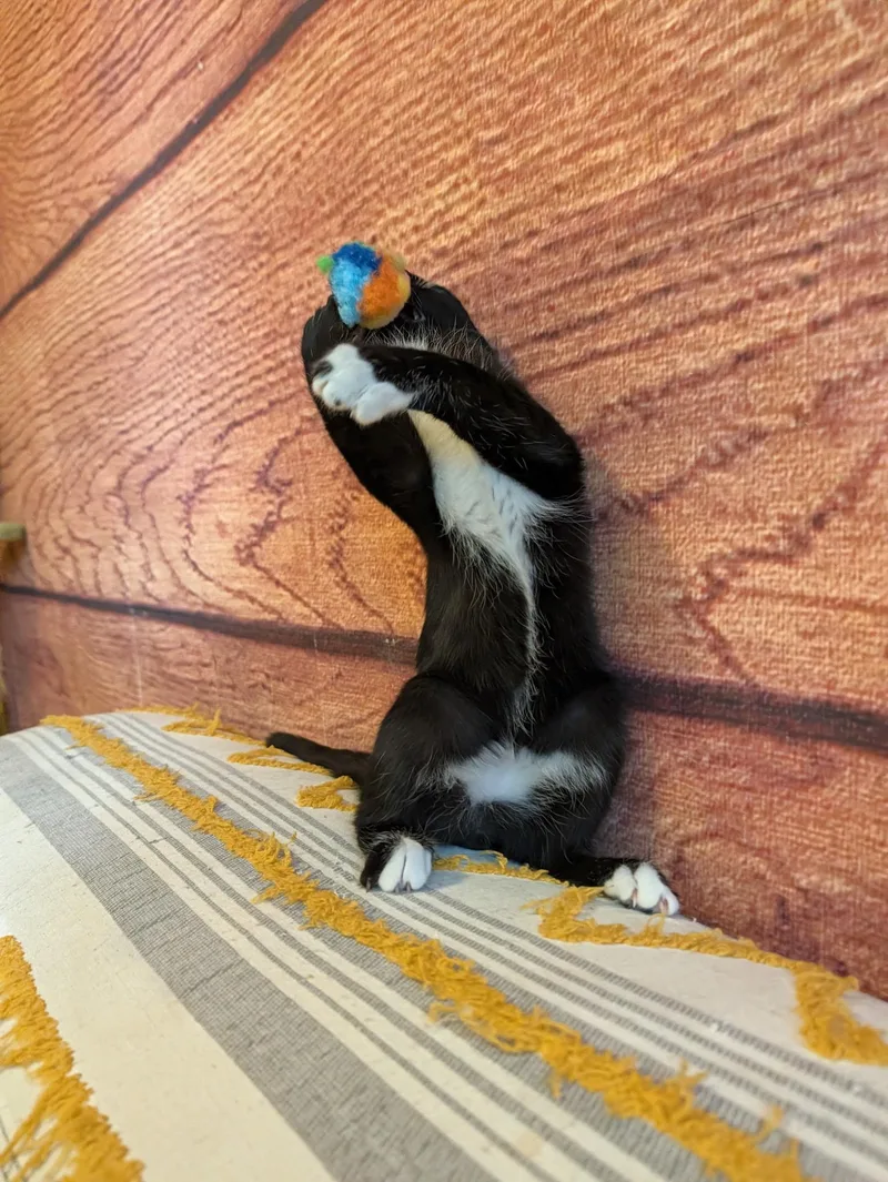 A baby medium-sized male Black & White / Tuxedo Domestic Short Hair cat named Ink for adoption in Beaverton, OR