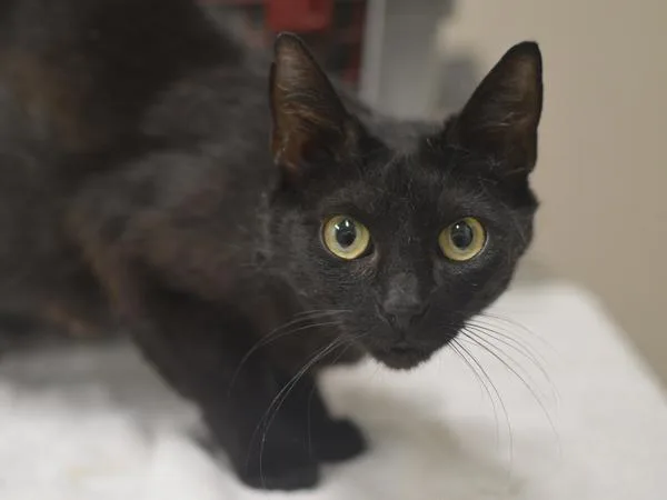 An adult small-sized female Domestic Short Hair cat named March for adoption in Portland, OR