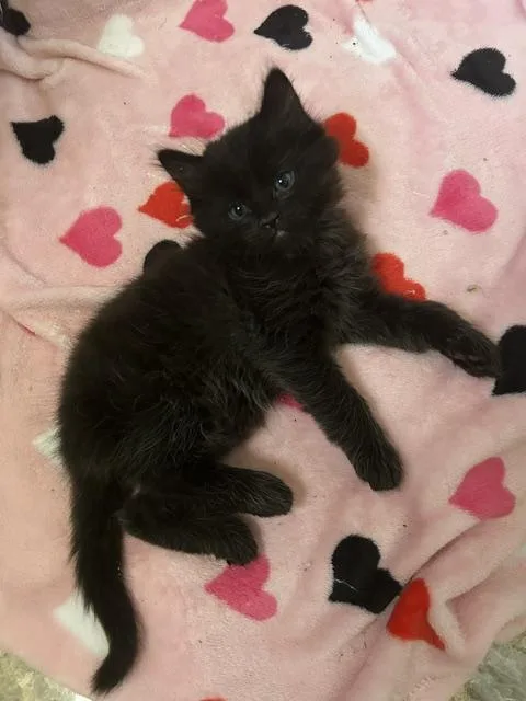 A baby medium-sized male Domestic Medium Hair cat named Bear Bear for adoption in Las Vegas, NV