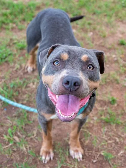 An adult large-sized female Mixed Breed dog named Ouija for adoption in Chamblee, GA