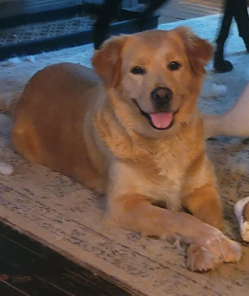 An adult large-sized female Golden Golden Retriever dog named Viola for adoption in Kiowa, OK