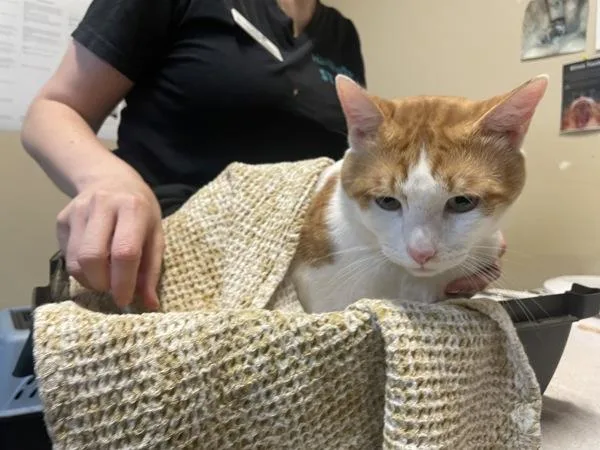 An adult medium-sized male Domestic Short Hair cat named Moyito for adoption in Oceanside, CA