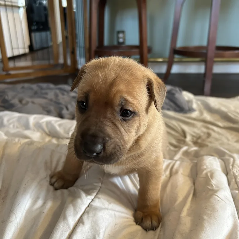 Bella
