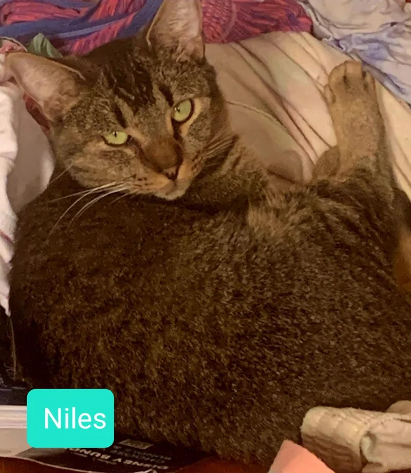 Niles thumbnail 2