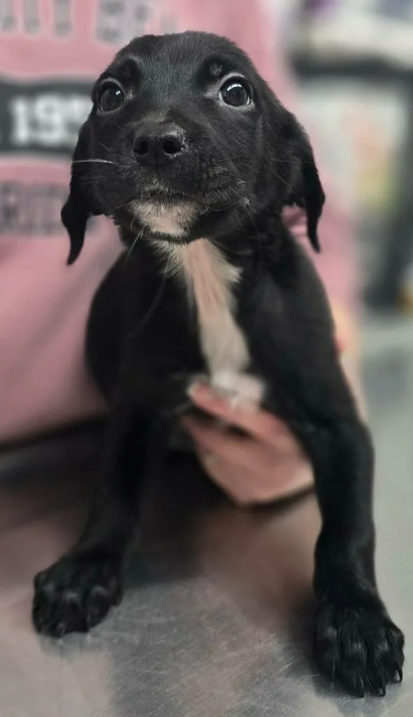 A baby small-sized male Mixed Breed dog named Neville for adoption in Hillsdale, IN