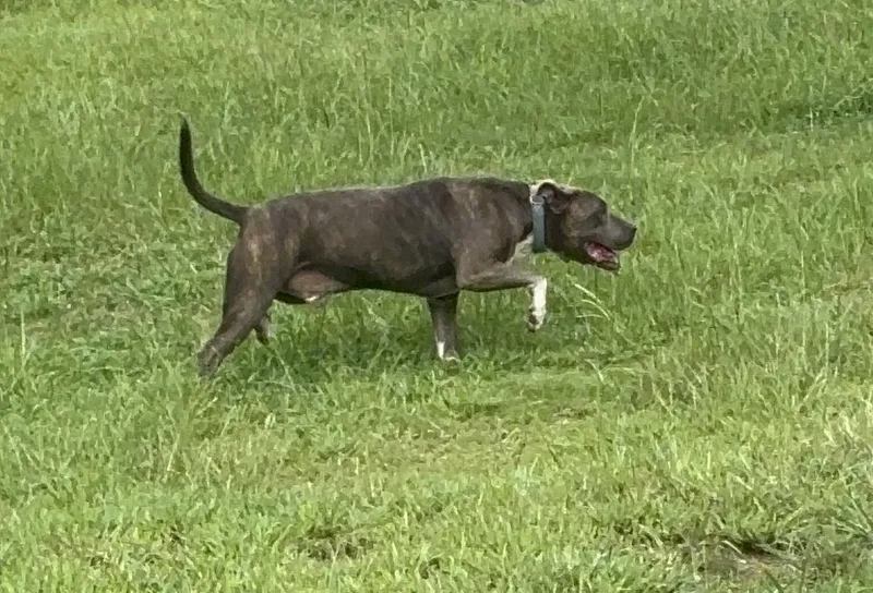 Rockstar thumbnail 3