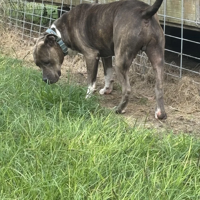 Rockstar thumbnail 4