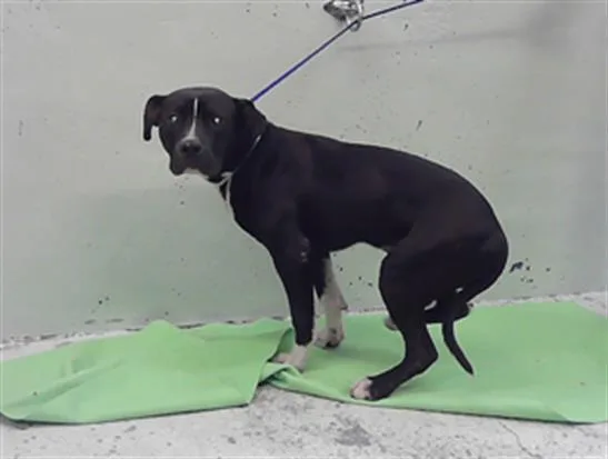 A young medium-sized male Staffordshire Bull Terrier dog named Kenny for adoption in Houston, TX