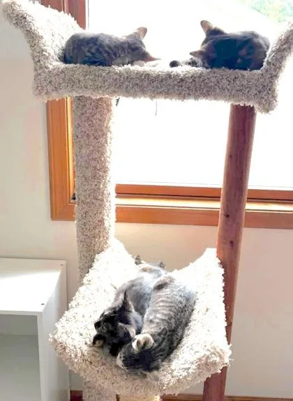 A baby small-sized female Domestic Short Hair cat named Dewart for adoption in Hobart, IN